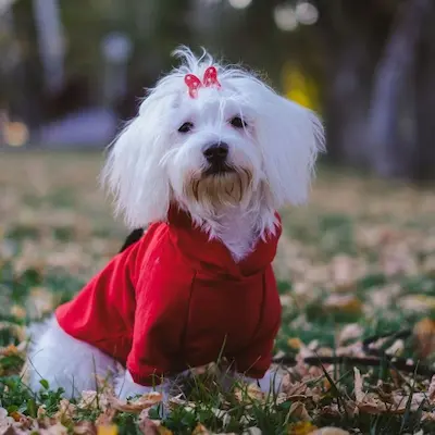 mejores marcas de ropa para bichon maltes amazon