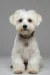 mejores accesorios para perros bichon maltes