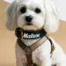 mejores collares personalizados para perros bichón maltés