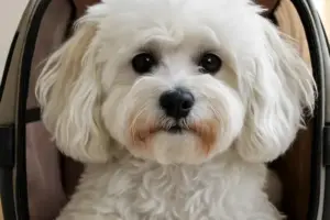 mejores transportines para Bichón Maltés