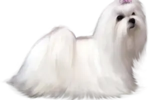 tienda online mi bichon maltes