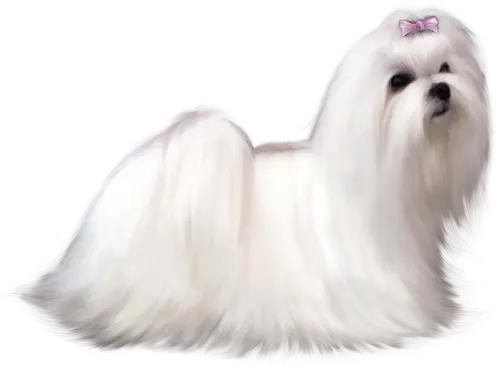 tienda online mi bichon maltes