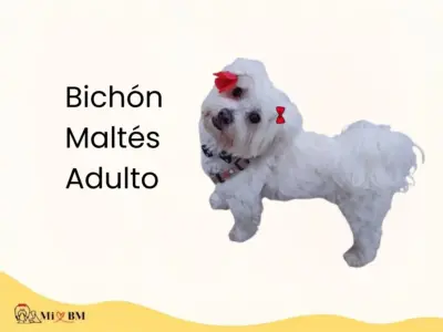 Bichón Maltés Adulto: Cómo es, Cuidados y Etapa Adulta 4 perro bichon maltes adulto de pelo blanco