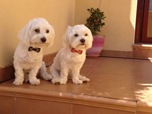 dos bichones malteses adultos machos en casa