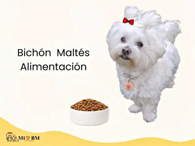 perro bichon maltes adulto junto con su cuenco con comida