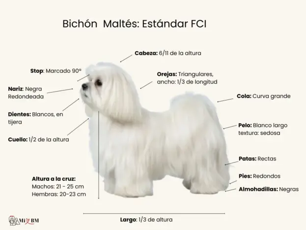 Estándares Oficiales del Bichón Maltés: FCI y AKC 8 bichon maltes estandar FCI para la raza maltese