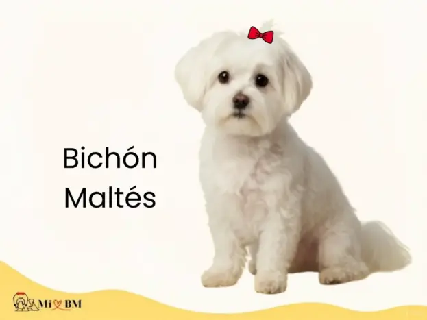 Bichón Maltés: Guía Definitiva para Amantes de la Raza 28 bichon maltes raza de perros pequeños
