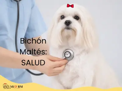 Bichón Maltés: Salud 19 bichon maltes salud