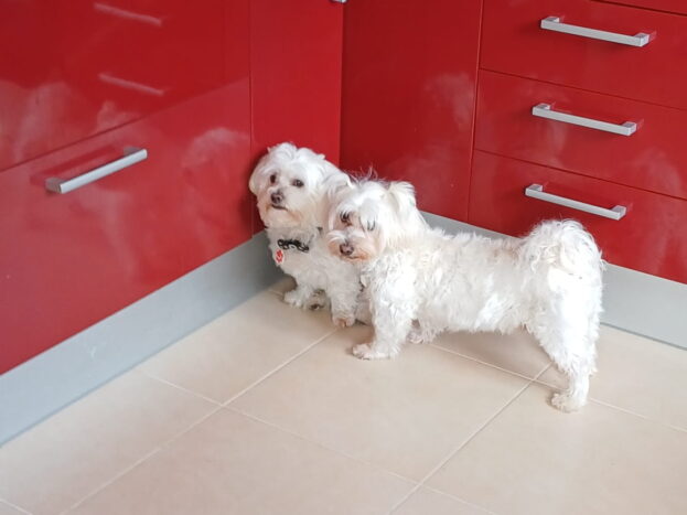 perros maltés adultos en la cocina