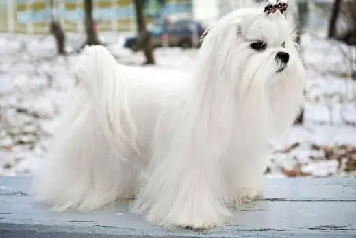 bichon maltes miss psyche curiosidades