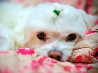 Cómo Adoptar un Bichón Maltés (sin "Sorpresas" y Disgustos) 17 cómo adoptar un Bichón Maltés