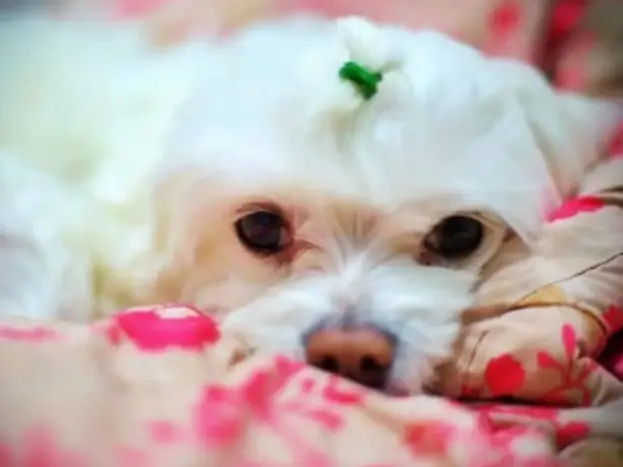 Cómo Adoptar un Bichón Maltés (sin "Sorpresas" y Disgustos) 7 cómo adoptar un Bichón Maltés