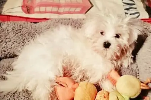 Cómo Adoptar un Bichón Maltés (sin "Sorpresas" y Disgustos) 11 adoptar bichon maltes cataluña