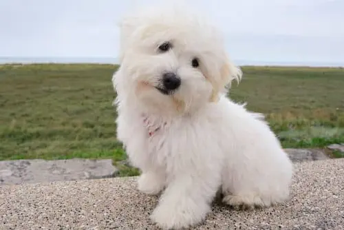 Cómo Adoptar un Bichón Maltés (sin "Sorpresas" y Disgustos) 12 adoptar un bichon maltes gratis