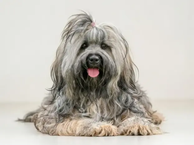 perro bichon habanero