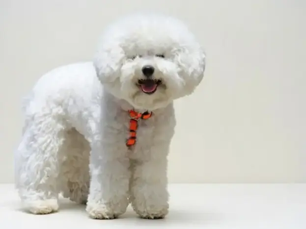 perro bichon frise