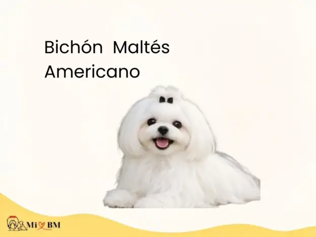 bichon maltes americano informacion