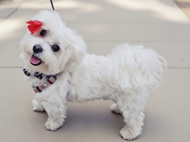 cuanto vive bichon maltes