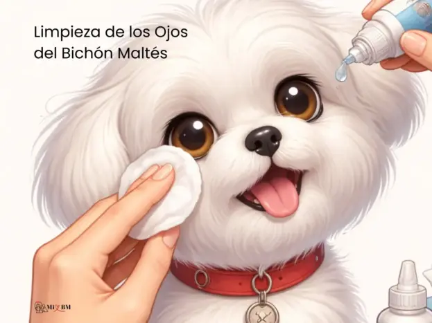 bichón maltés cuidados ojos