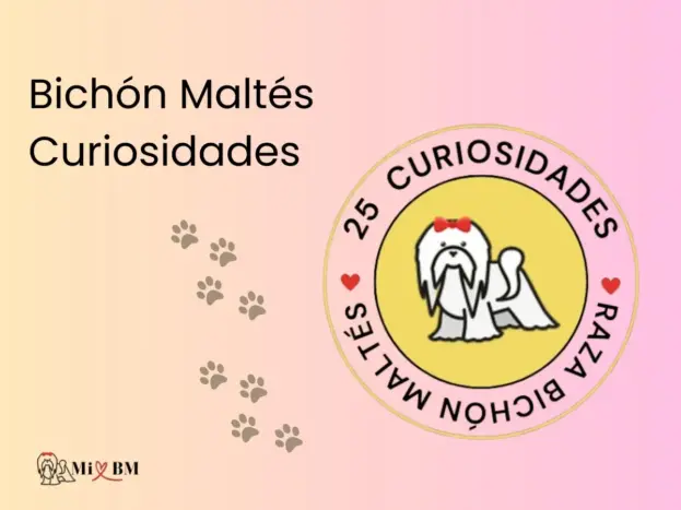 Bichón Maltés curiosidades de la raza