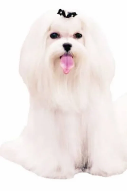 bichon maltes curiosidades sobre estandar