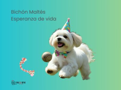 Bichón Maltés Esperanza de Vida y Causas de la Muerte 5 perro Bichón Maltés esperanza de vida