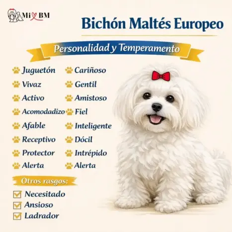bichon maltes europeo adulto caracteristicas temperamento