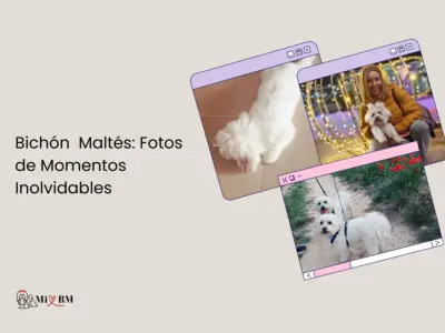 Bichón Maltés: Fotos Reales, Imágenes y Momentos que Enamoran 22 bichón maltés fotos imágenes