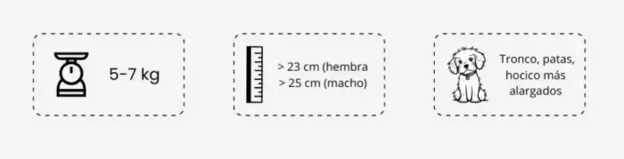 bichon maltes grande caracteristicas fisicas
