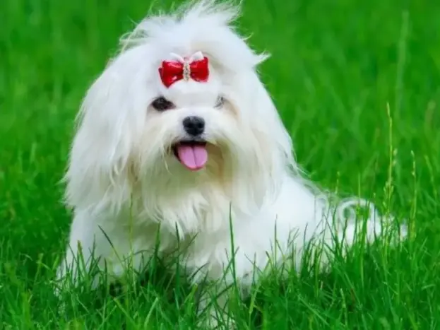 bichon maltes linea americana adulto