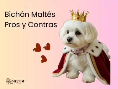 perro bichón maltés pros y contras