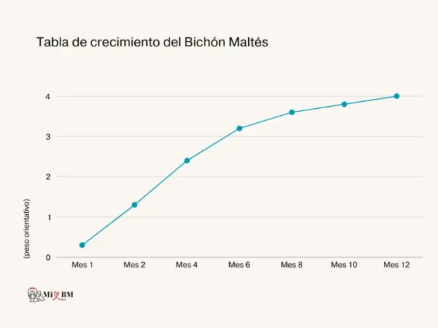 Crecimiento del Bichón Maltés: Tabla y Peso Ideal 12 bichon maltes tabla de crecimiento peso