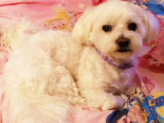 Tamaño del Bichón Maltés: Diferencias Reales qué Debes Saber Antes de Elegir Uno 9 maltes tamaño adulto