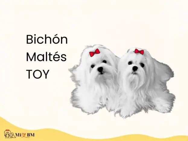 perro bichón maltés toy