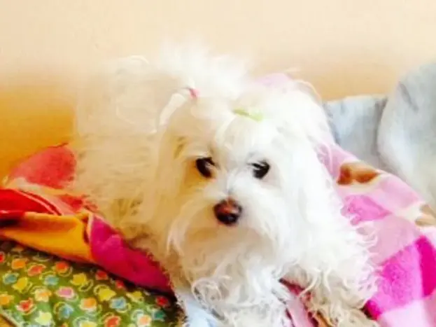 fotos de bichón maltés americano toy hembra