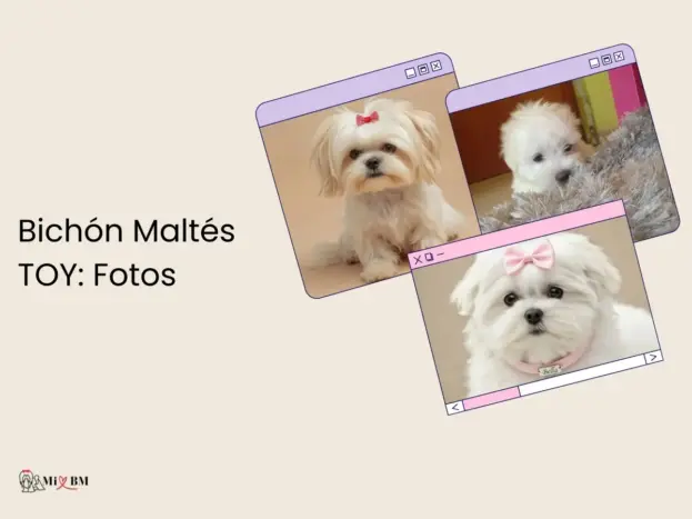 Fotos de Bichón Maltés Toy: desde Cachorro hasta Adulto 5 bichon maltes toy fotos imagenes