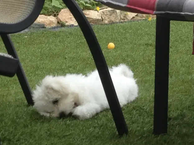 Crecimiento del Bichón Maltés: Tabla y Peso Ideal 10 cachorro bichon maltes 4 meses crecimiento
