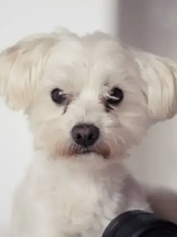 Bichón Maltés: Guía Definitiva para Amantes de la Raza 30 cachorro maltes bichon