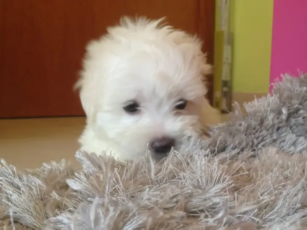 Fotos de Bichón Maltés Toy: desde Cachorro hasta Adulto 6 fotos bichon maltes mini toy bebé