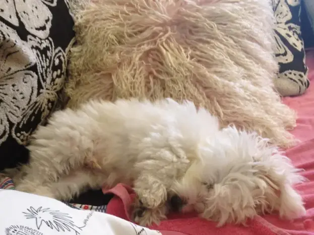 Fotos de Bichón Maltés Toy: desde Cachorro hasta Adulto 18 cachorro de bichón maltés toy fotos reales