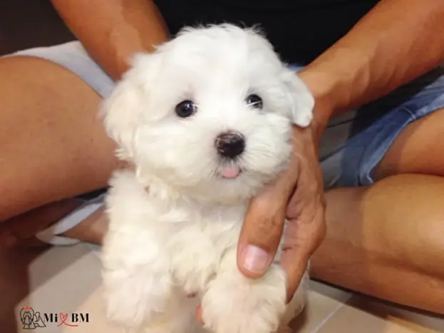 cachorro bichon maltes 2 meses
