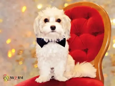 Bichón Maltés: Carácter, Temperamento y Personalidad 5 perro bichon maltes temperamento caracter