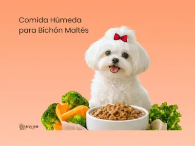 mejor comida humeda para bichon maltes