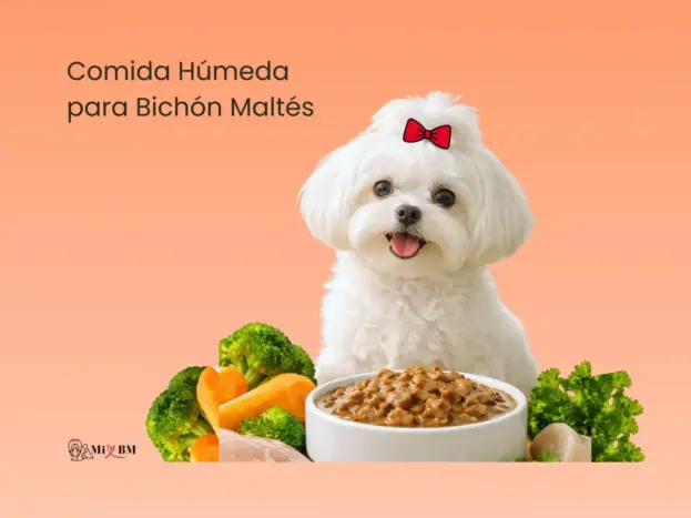 mejor comida humeda para bichon maltes