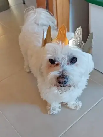 como cuidar un bichon maltes