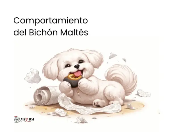 compartamiento bichon maltes