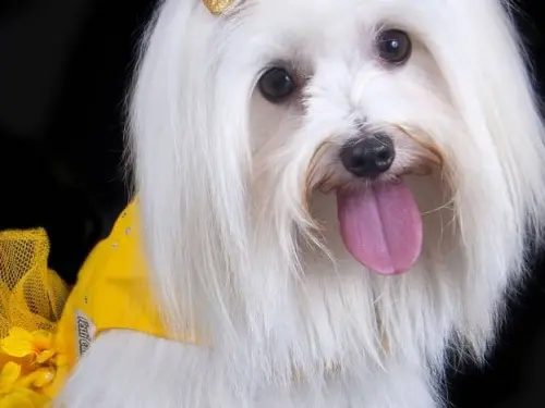 Bichón Maltés: Guía Definitiva para Amantes de la Raza 33 bichon maltes comprar