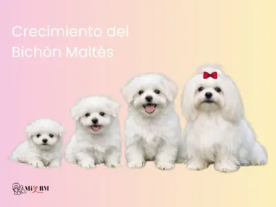 Crecimiento del Bichón Maltés: Tabla y Peso Ideal 8 crecimiento del Bichón Maltés tabla de peso