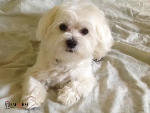 Crecimiento del Bichón Maltés: Tabla y Peso Ideal 11 ccrecimiento achorro bichon maltes 8 meses
