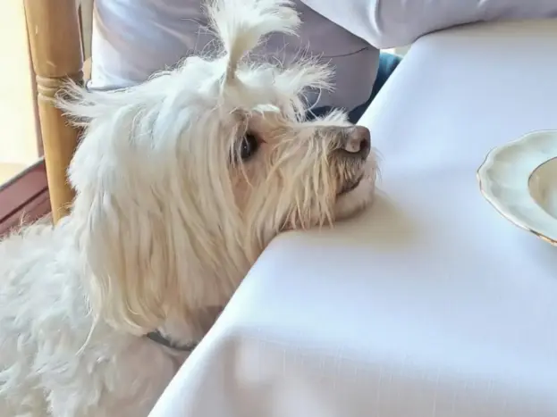 Bichón Maltés cuanto vive